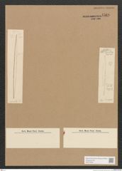 Diatomeae indet. Zeichnungen Sammlung Grunow Nr. 4566 (NHMW-BOT-W0372526)